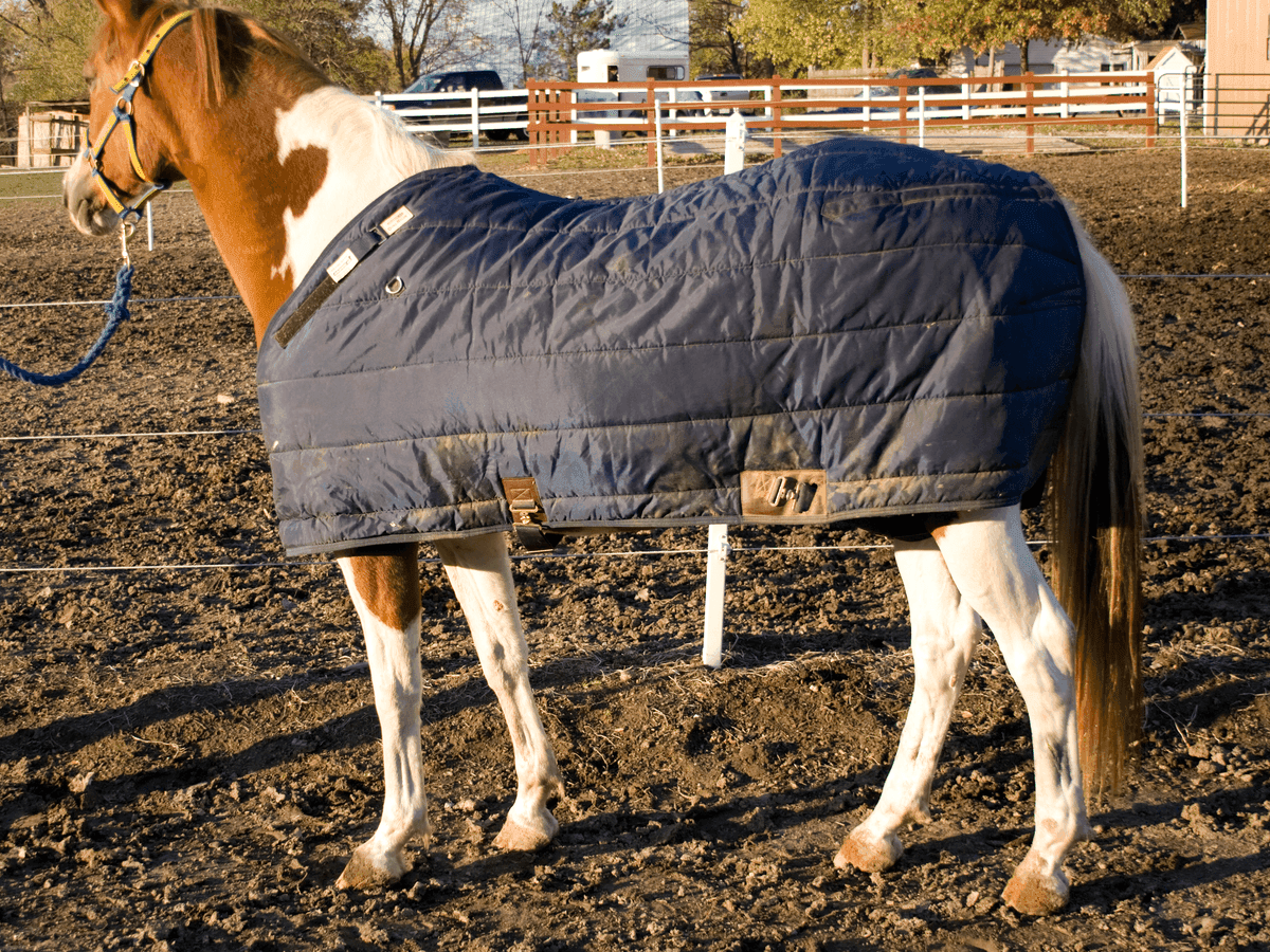 Попона зимняя Horseware 145 см